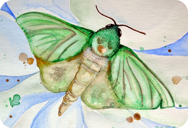 Puriri Moth Watercolour 