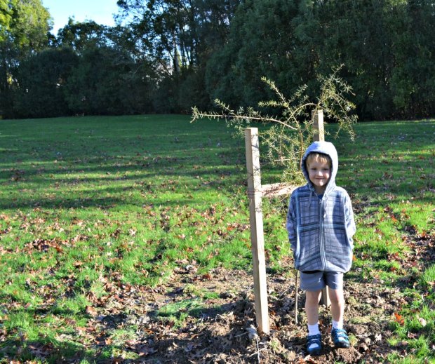 Carter and the totora tree