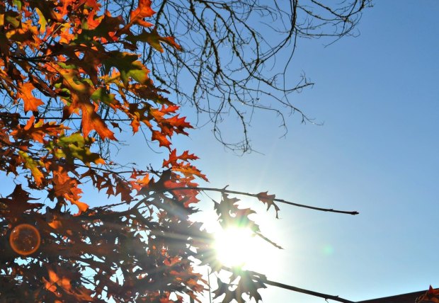Sun shining through leaves