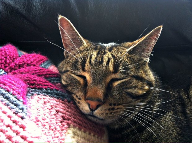 Cat on crochet cushion 2