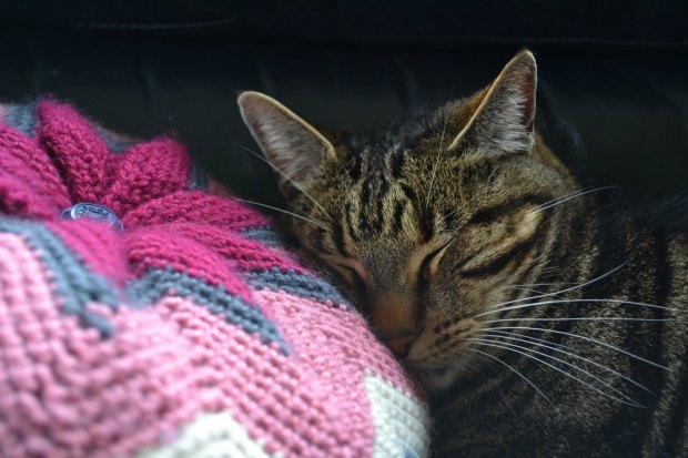 Cat on crochet cushion