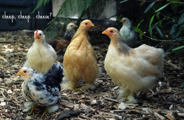 Chickens Jan 2014