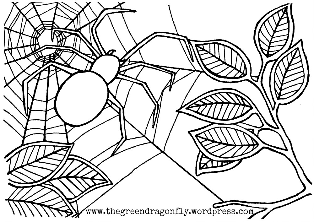 Spider Web Coloring Sheet The Green Dragonfly