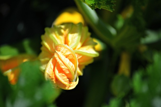 Corgette flower