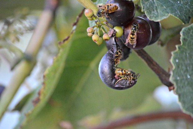 Wasps eating our grapes